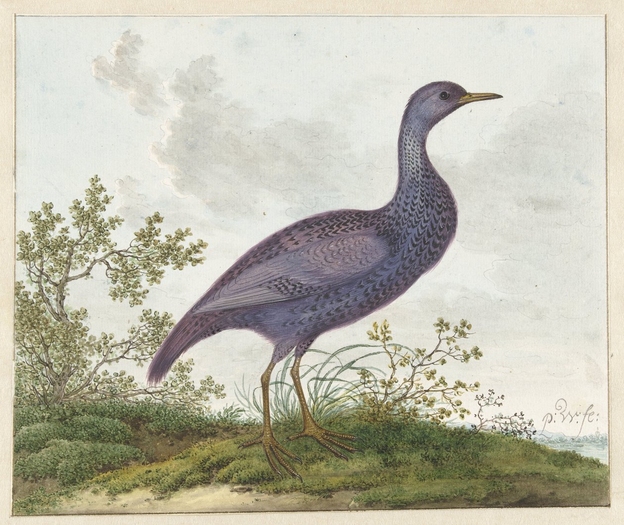 Polluelo moteado (Porzana porzana) ? de Pieter Withoos