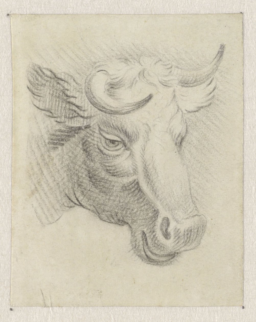 Cabeza de vaca de Pieter de Goeje
