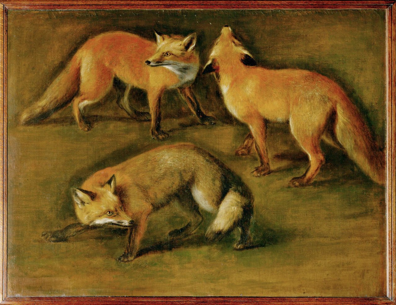 Un zorro (pintura sobre lienzo) de Pieter or Peter Boel