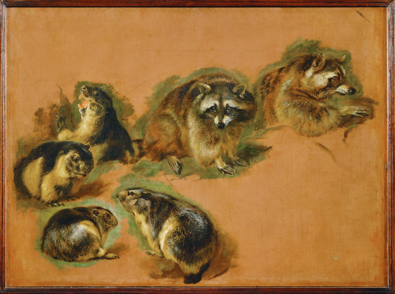 Marmotas y mapaches (pintura sobre lienzo) de Pieter or Peter Boel