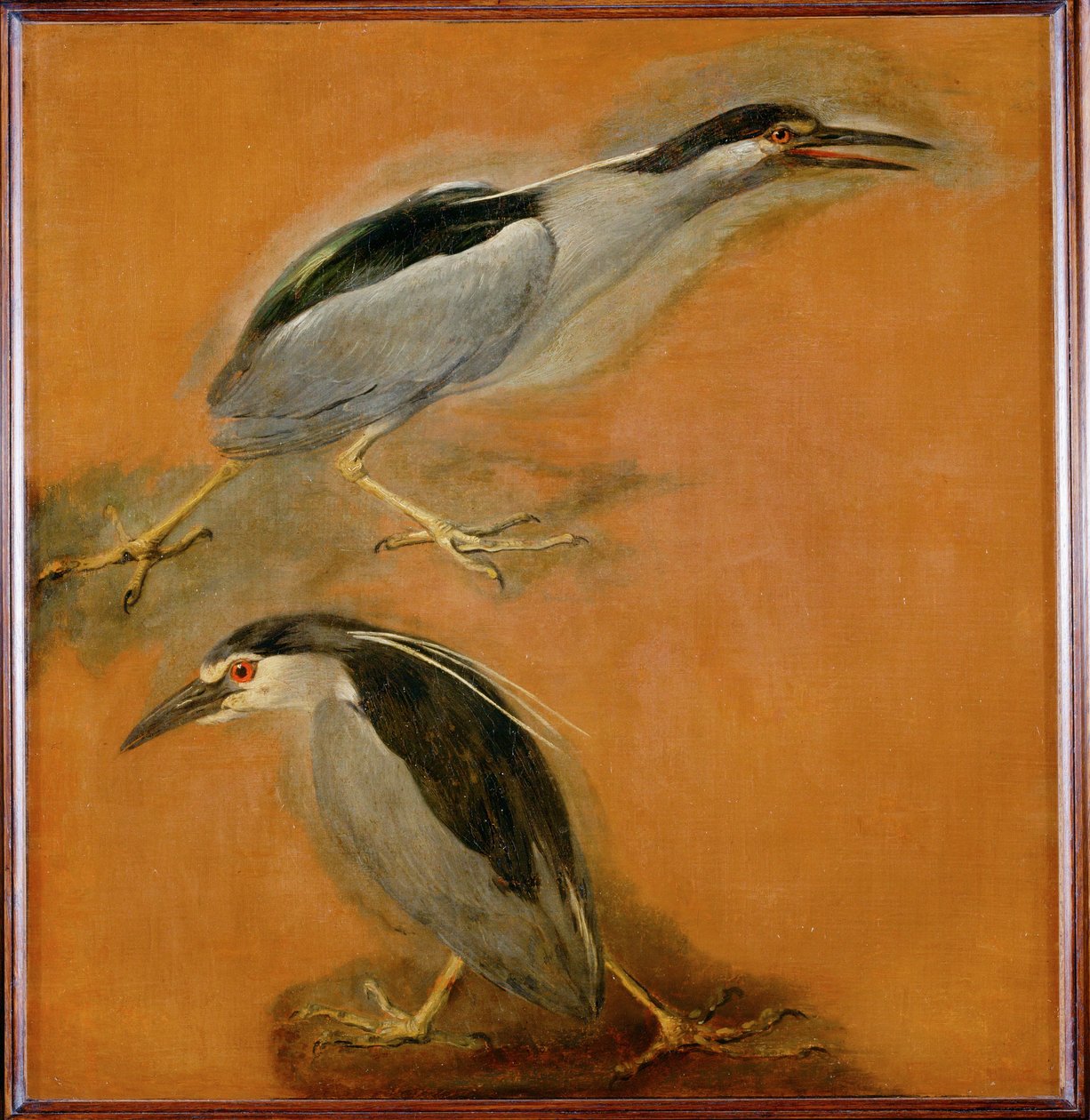 Dos garzas (pintura sobre lienzo) de Pieter or Peter Boel