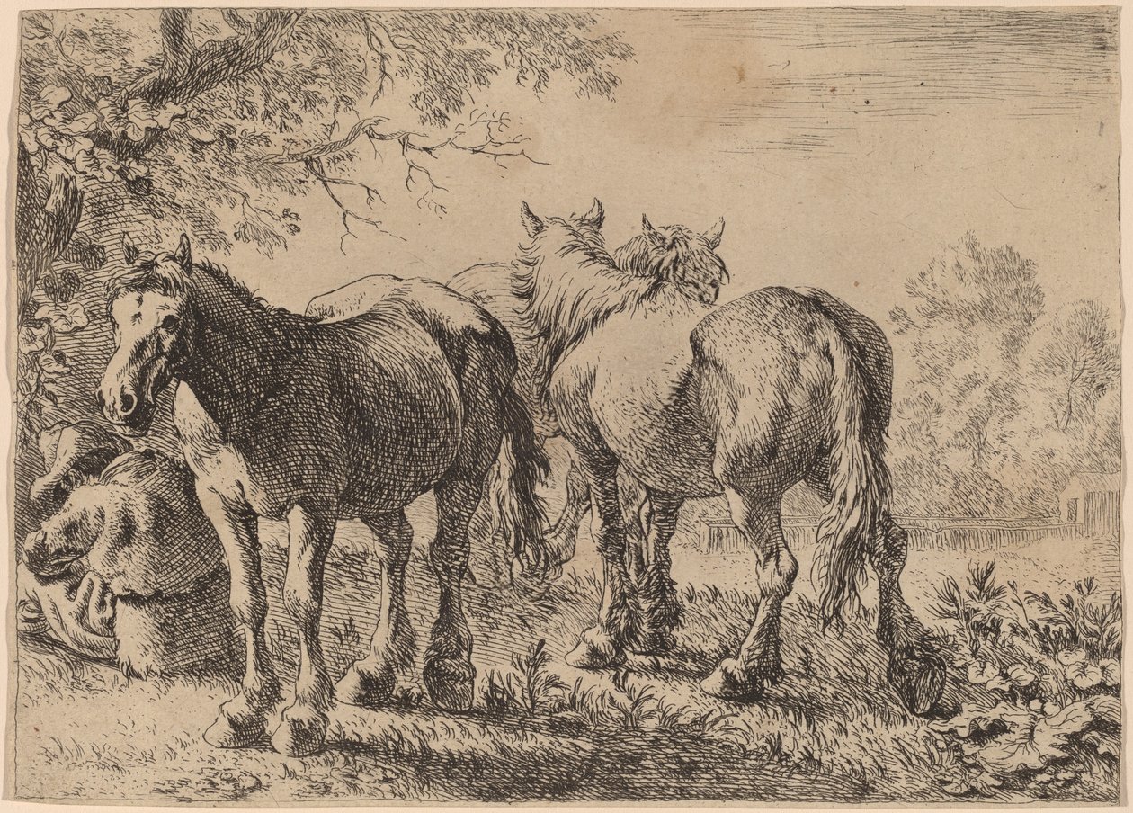 Tres caballos en un campo de Pieter van Laer