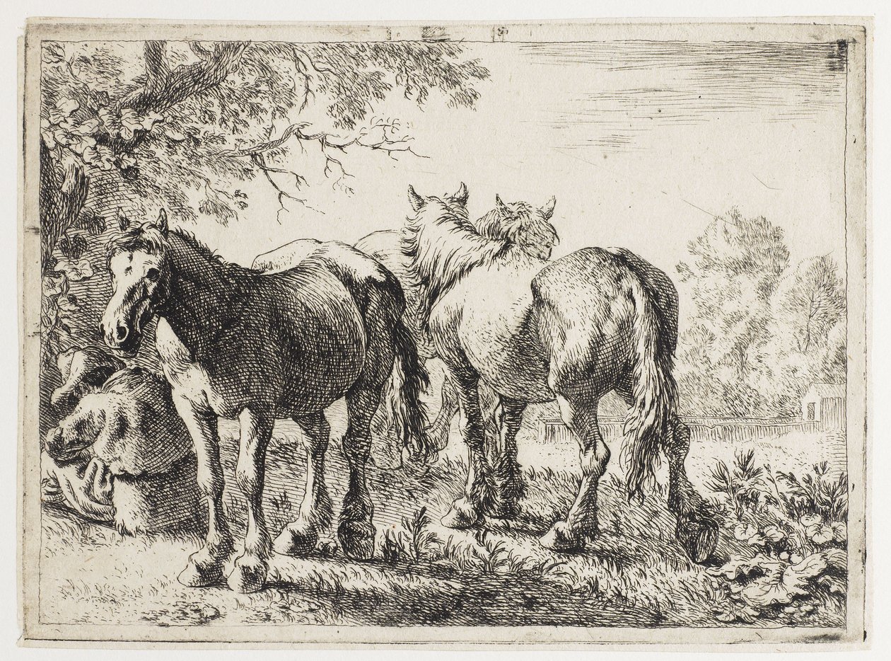 Tres caballos en un campo de Pieter van Laer