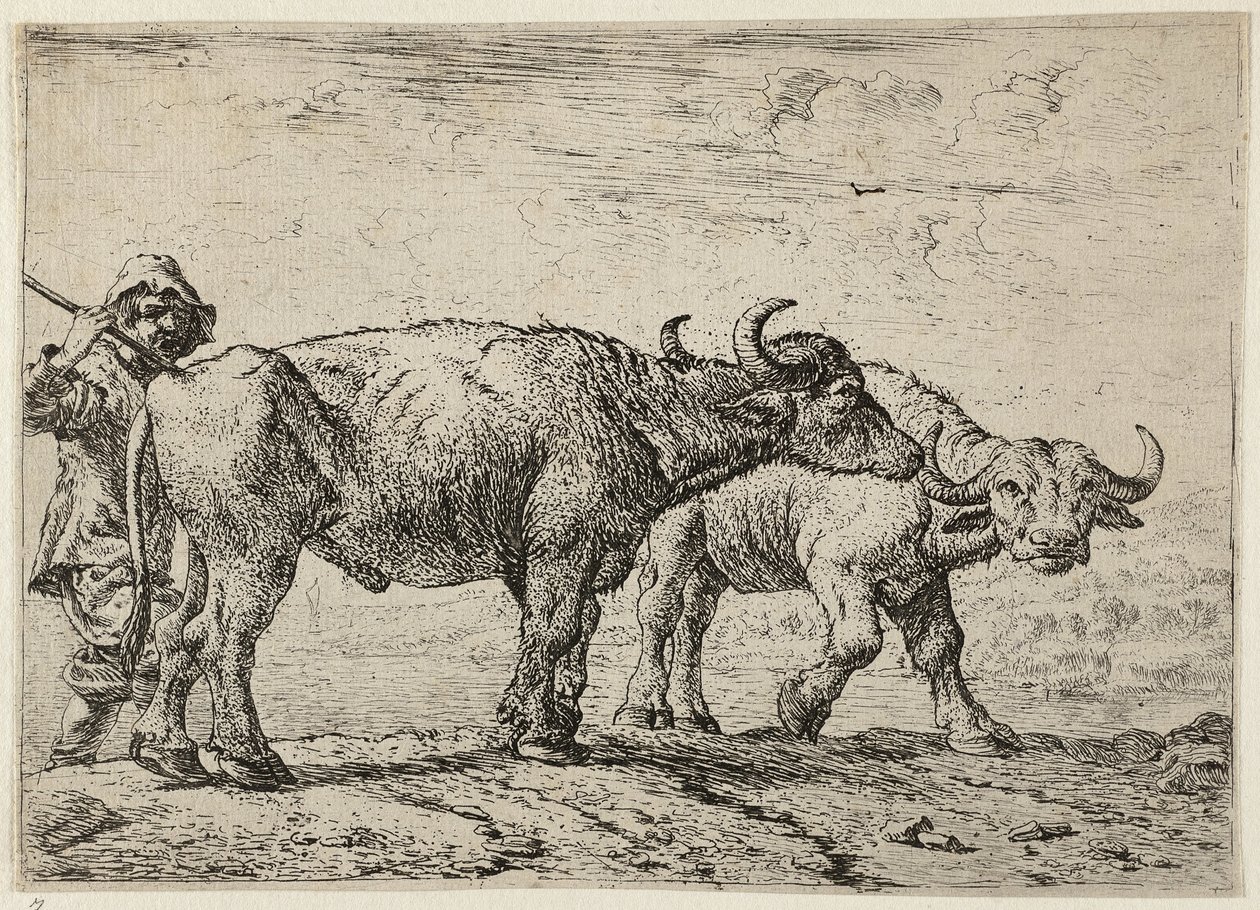Dos búfalos y un pastor de Pieter van Laer