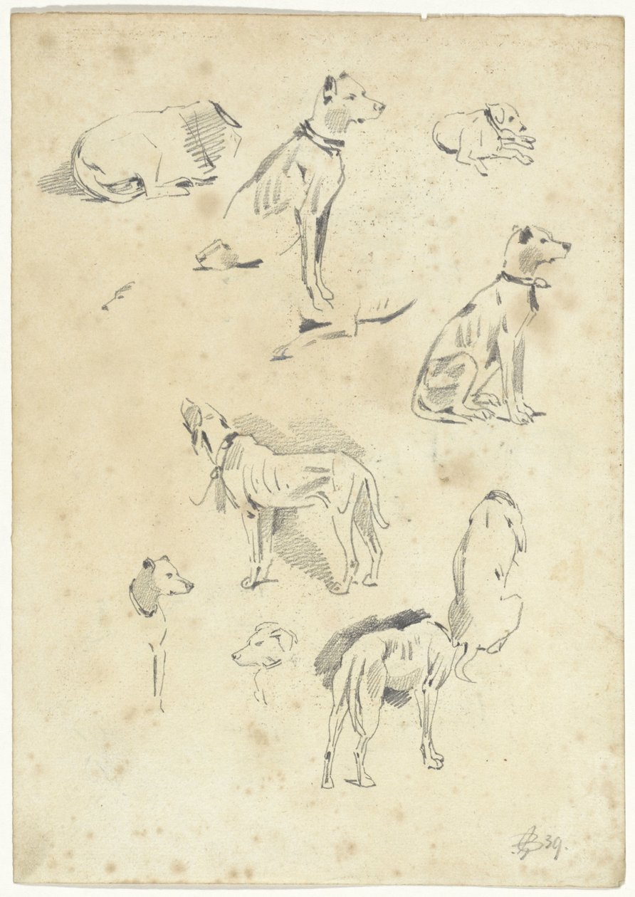 Estudios sobre perros de Pieter van Loon