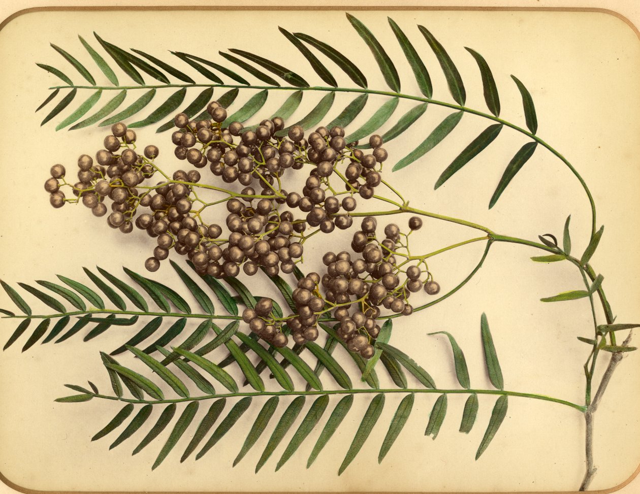 Flores Púrpuras, 1870s de Pietro Guidi