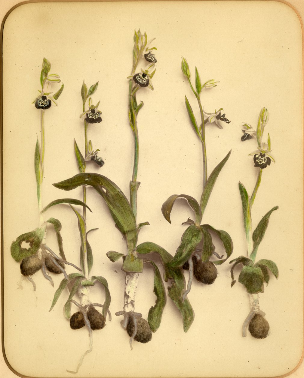 Orquídea Silvestre, 1870s de Pietro Guidi