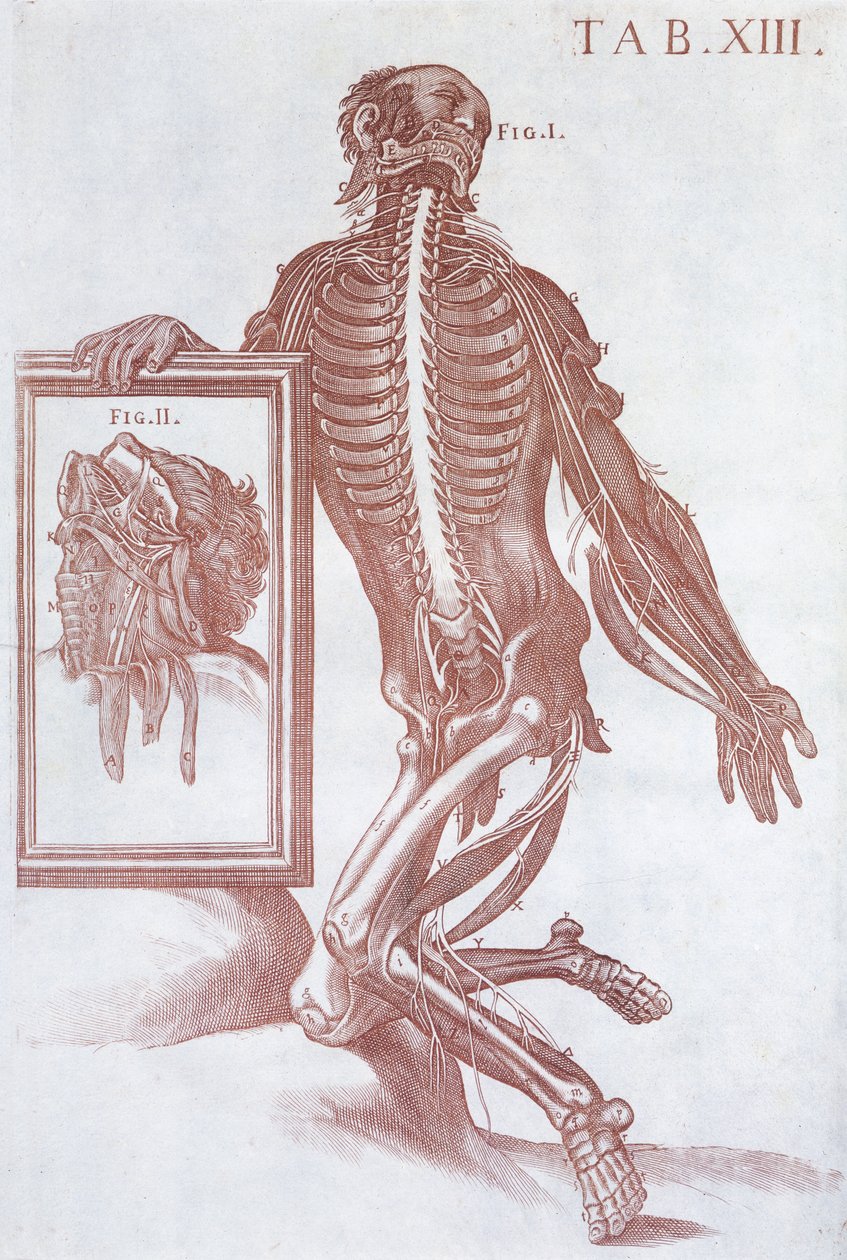 Figura anatómica, de 