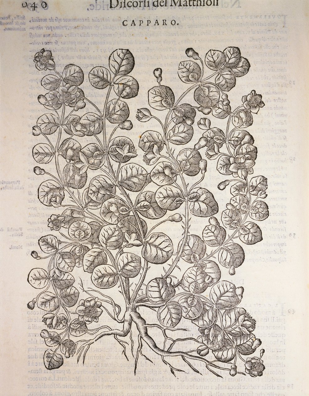 Alcaparra (Capparis spinosa), grabado por Pier Andrea Mattioli de Pietro Andrea Mattioli
