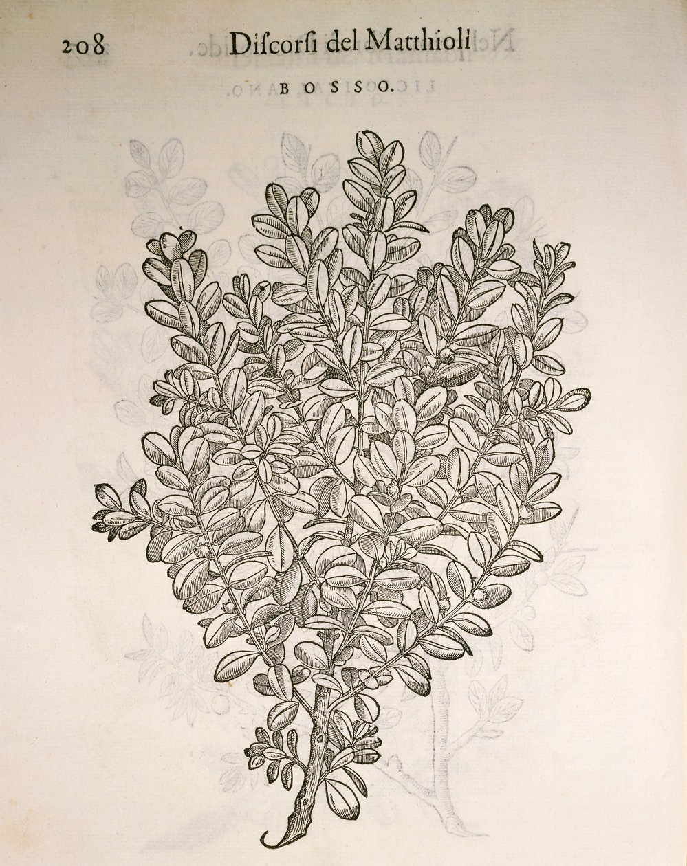 Boj común (Buxus sempervirens), grabado por Pier Andrea Mattioli de Pietro Andrea Mattioli