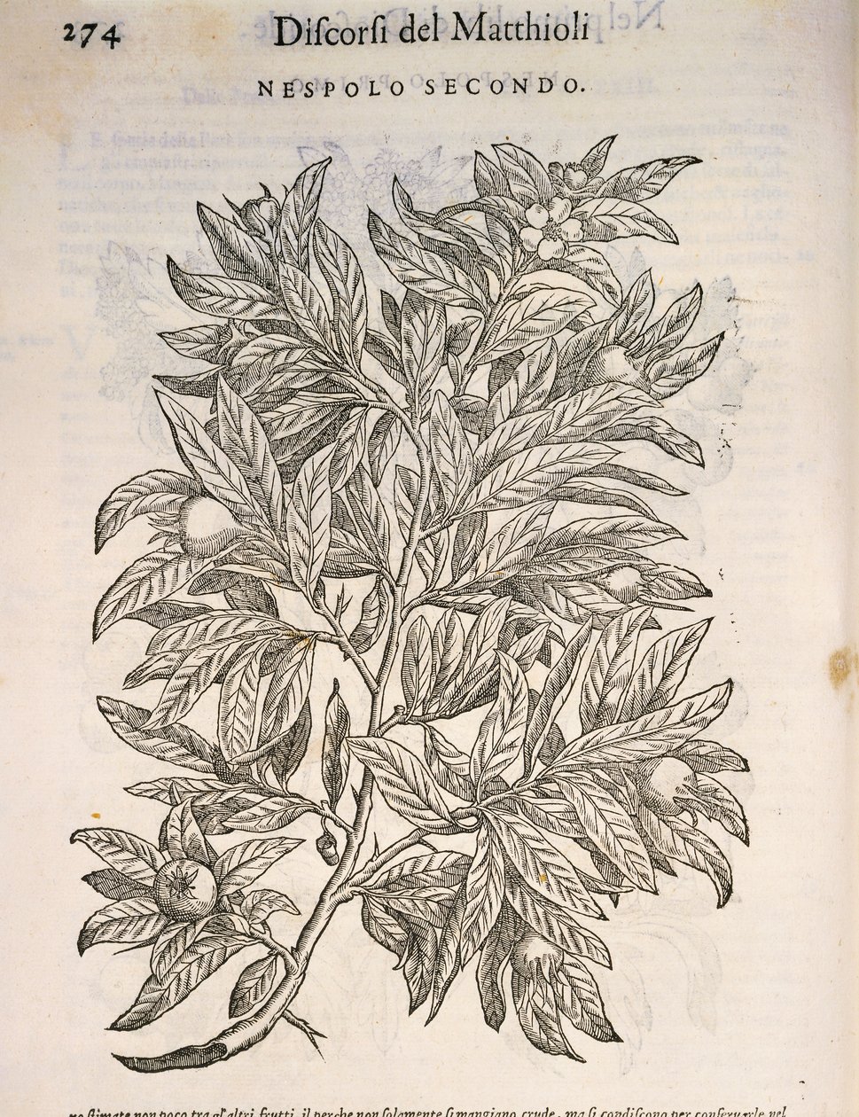 Níspero común (Mespilus germanica), grabado por Pier Andrea Mattioli de Pietro Andrea Mattioli