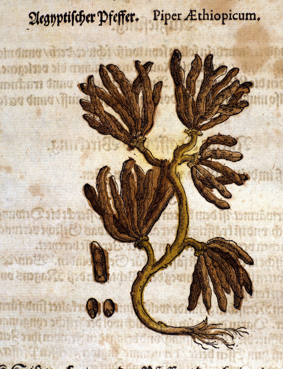 Pimienta de Etiopía. Gravado en "Kreutterbuch Dess Hochgelehrten unnd weitberuhmten Herrn D. Petri Andreae Matthioli" por Pietro Andrea Mattioli (Matthiole) (1500-1577). Fráncfort de Pietro Andrea Mattioli