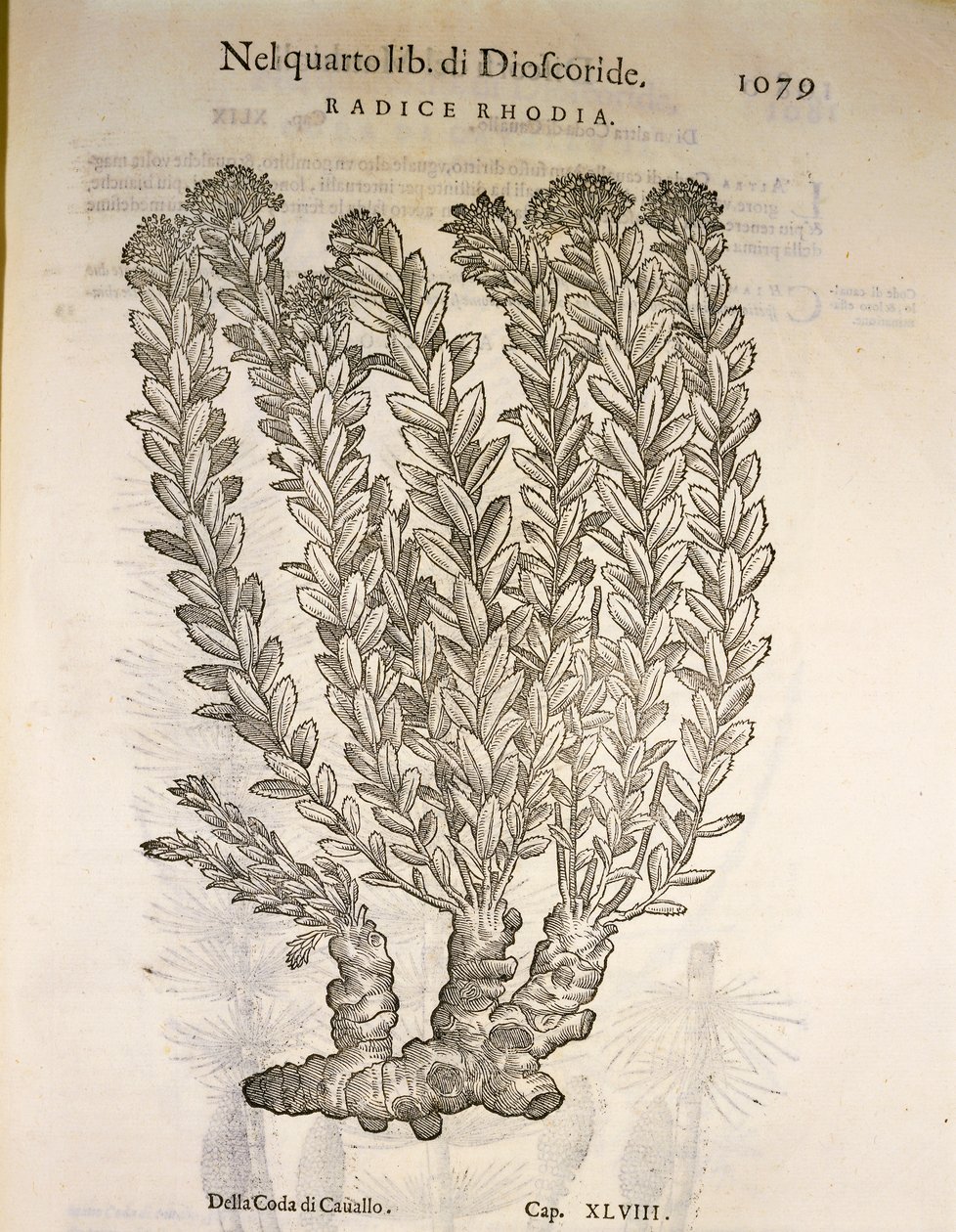 Raíz dorada o Rhodiola rosea, grabado de Pier Andrea Mattioli de Pietro Andrea Mattioli
