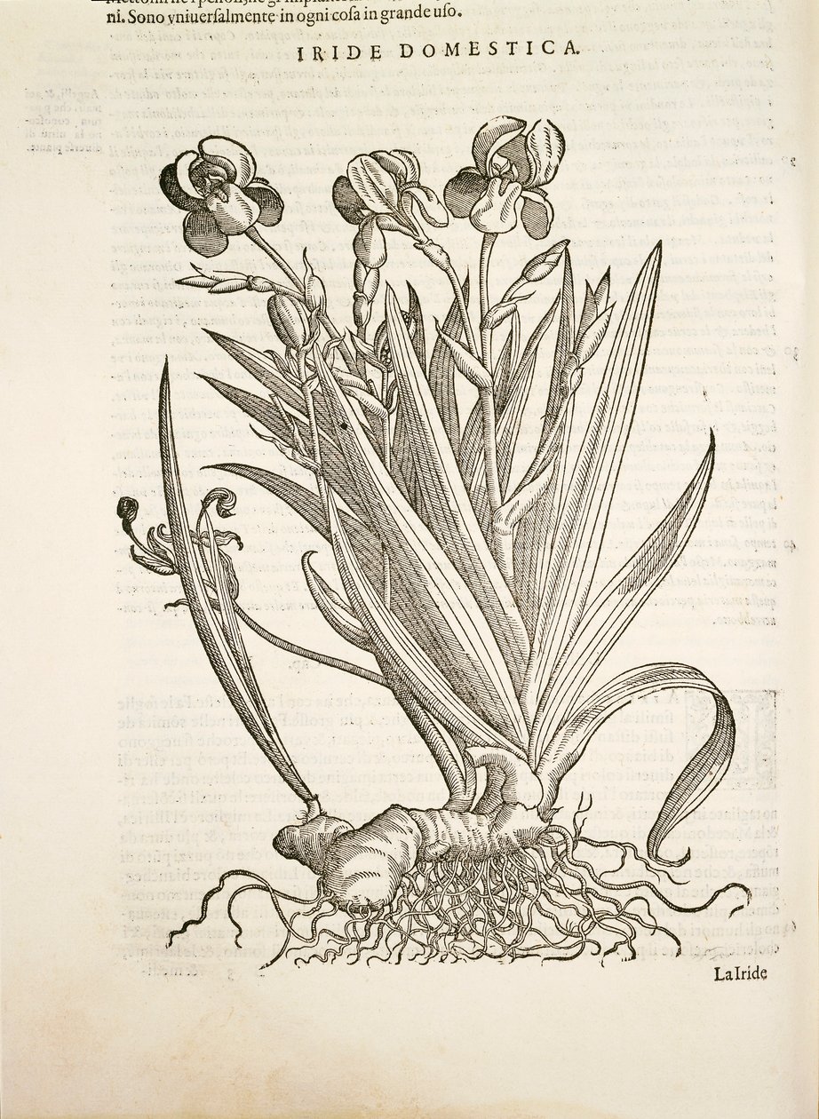 Iris (Iride domestica), grabado por Pier Andrea Mattioli de Pietro Andrea Mattioli