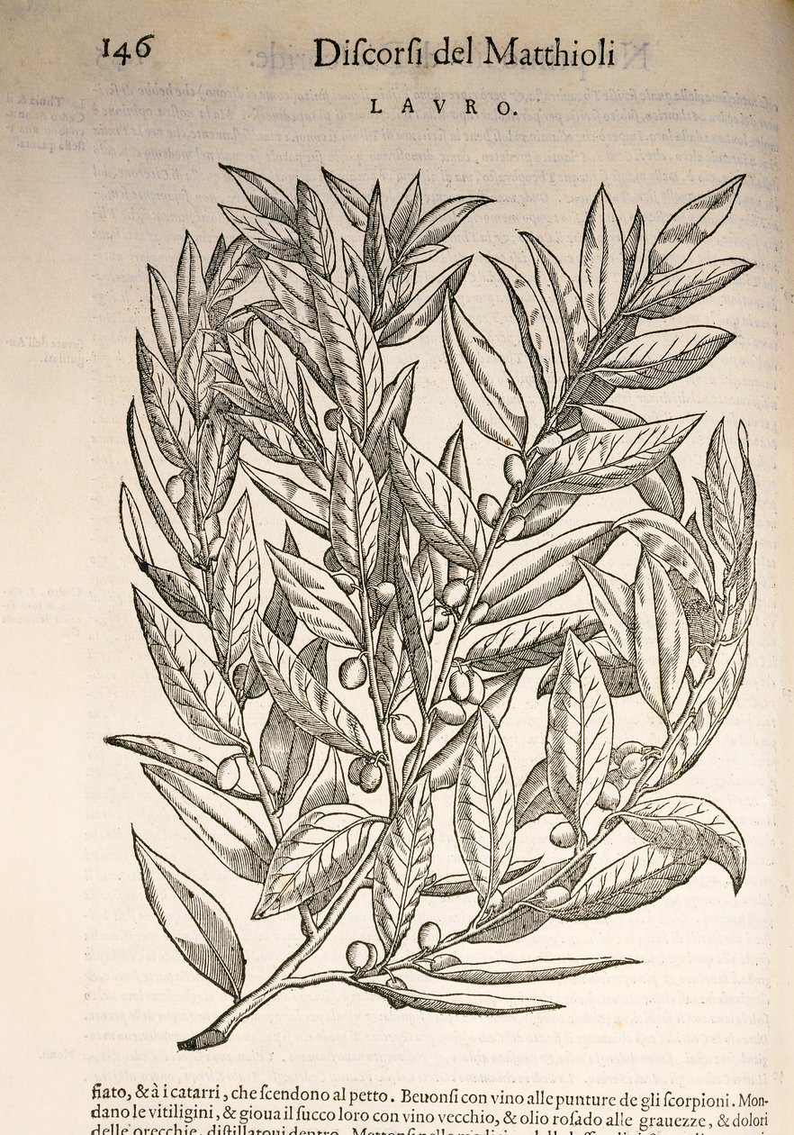 Laurel (Laurus), grabado por Pier Andrea Mattioli de Pietro Andrea Mattioli