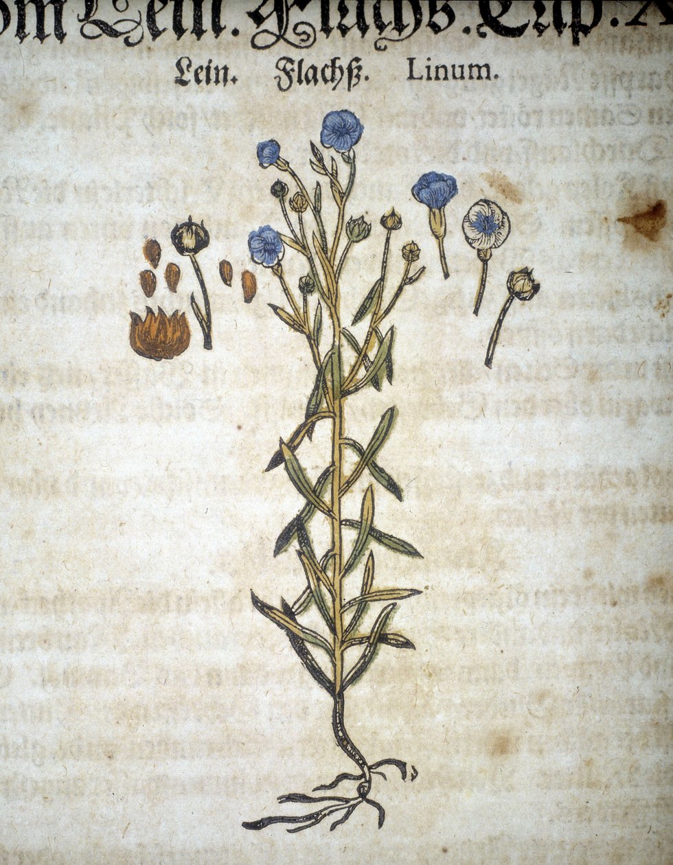 Lino o Linum - En "Herbario Mattioli". de Pietro Andrea Mattioli