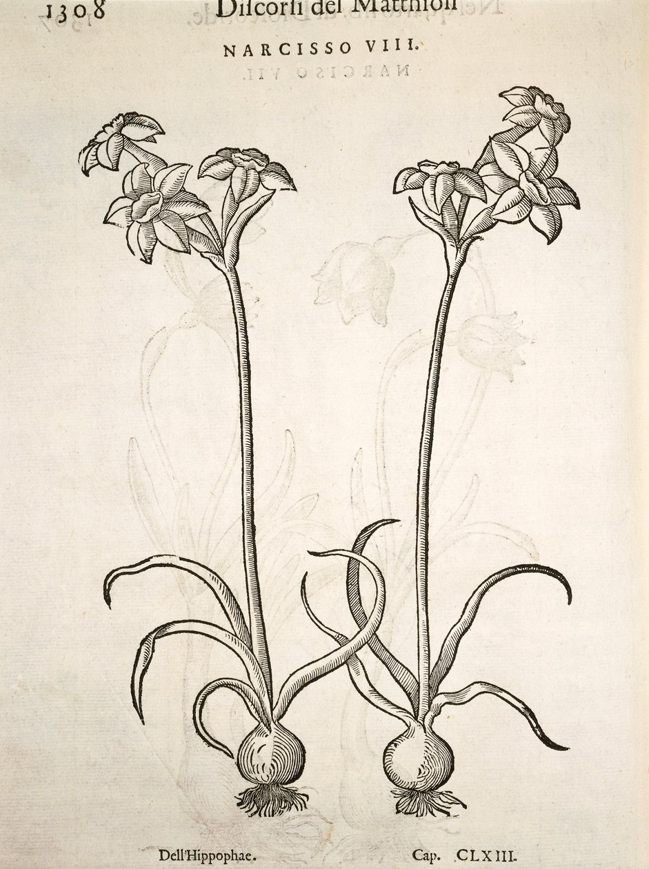 Narciso, grabado por Pier Andrea Mattioli de Pietro Andrea Mattioli