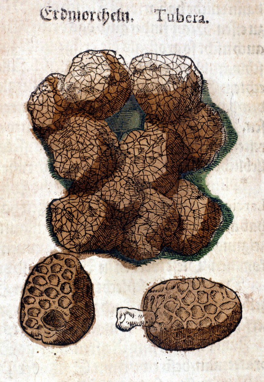 Patata o papa. Grabado - en "Kreutterbuch Dess Hochgelehrten unnd weitberuhmten Herrn D. Petri Andreae Matthioli" de Pietro Andrea Mattioli (Matthiole) (1500-1577). Frankfurt de Pietro Andrea Mattioli