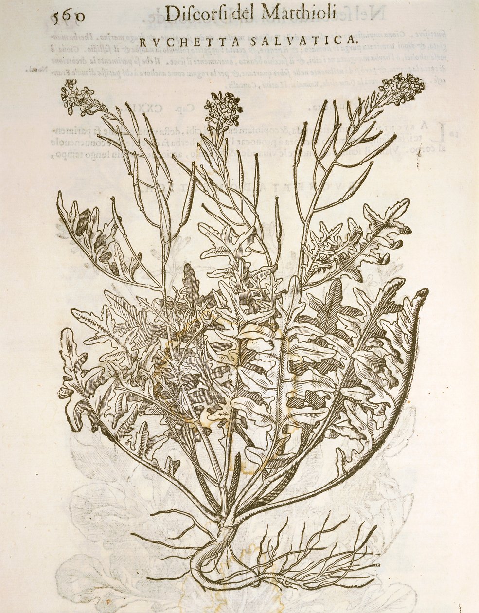 Rúcula (Eruca sativa), grabado por Pier Andrea Mattioli de Pietro Andrea Mattioli