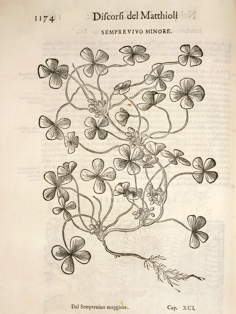 Siempreviva (Semprevivo minore), grabado por Pier Andrea Mattioli de Pietro Andrea Mattioli