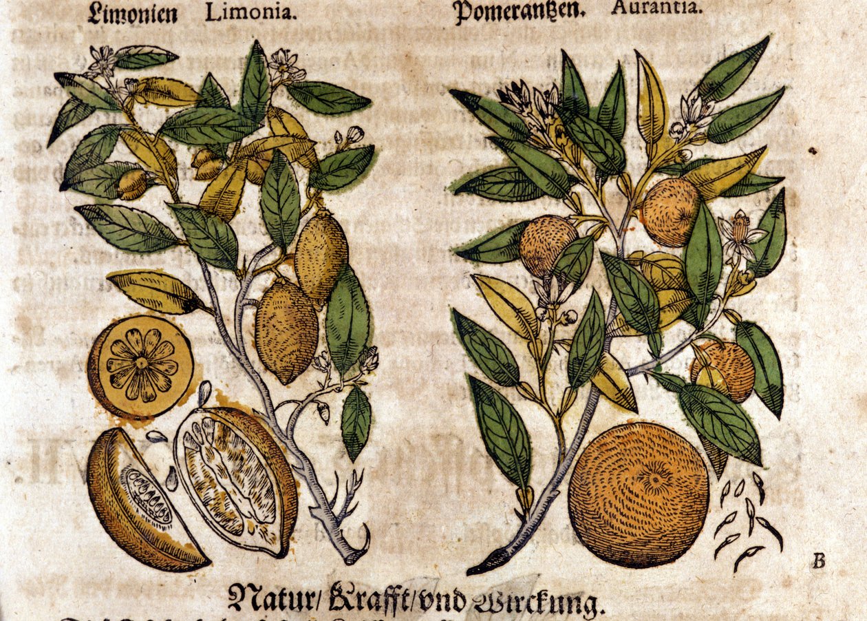Los cítricos. Naranjo y limonero. Grabado - en “Kreutterbuch Dess Hochgelehrten unnd weitberuhmten Herrn D. Petri Andreae Matthioli” por Pietro Andrea Mattioli (Matthiole) (1500-1577). Frankfurt de Pietro Andrea Mattioli