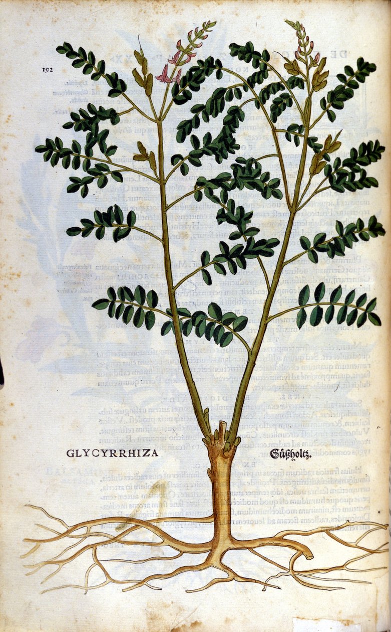 El regaliz. Grabado - en “Kreutterbuch Dess Hochgelehrten unnd weitberuhmten Herrn D. Petri Andreae Matthioli” por Pietro Andrea Mattioli (Matthiole) (1500-1577). Frankfurt de Pietro Andrea Mattioli