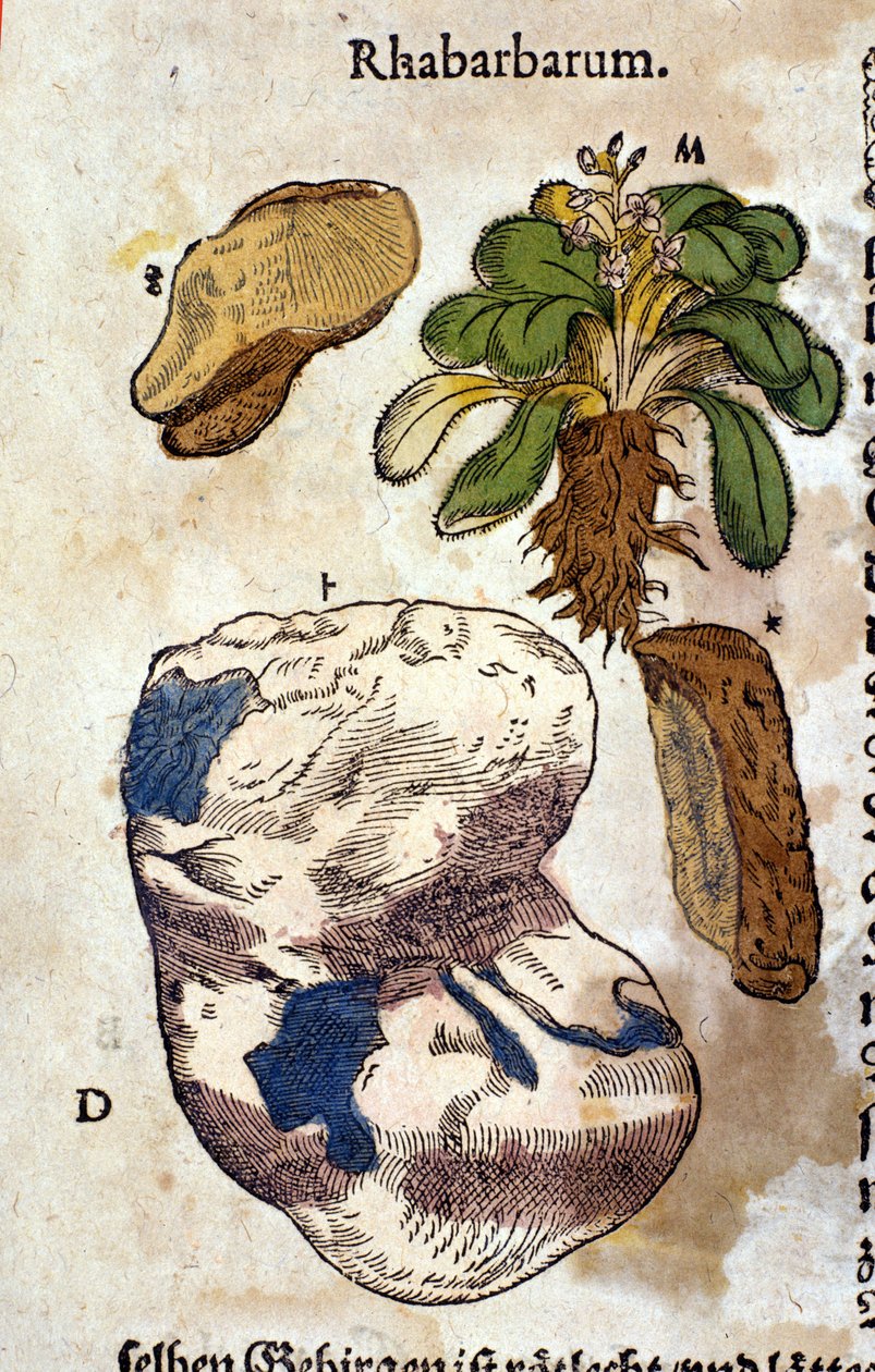 El ruibarbo. Grabado - en “Kreutterbuch Dess Hochgelehrten unnd weitberuhmten Herrn D. Petri Andreae Matthioli” por Pietro Andrea Mattioli (Matthiole) (1500-1577). Frankfurt de Pietro Andrea Mattioli