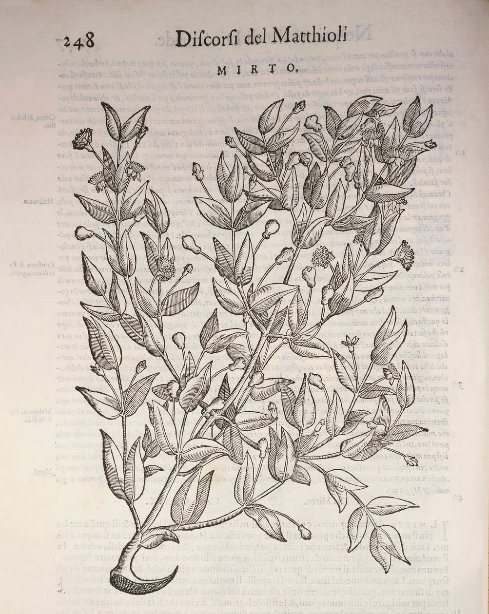 Mirto verdadero (Myrtus communis), grabado por Pier Andrea Mattioli de Pietro Andrea Mattioli