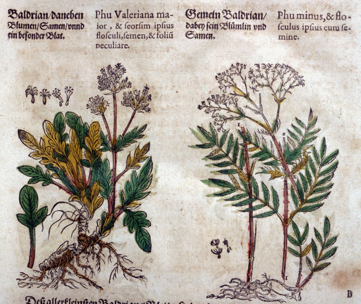 Valeriana: dos especies con descripción vegetal de Pietro Andrea Mattioli