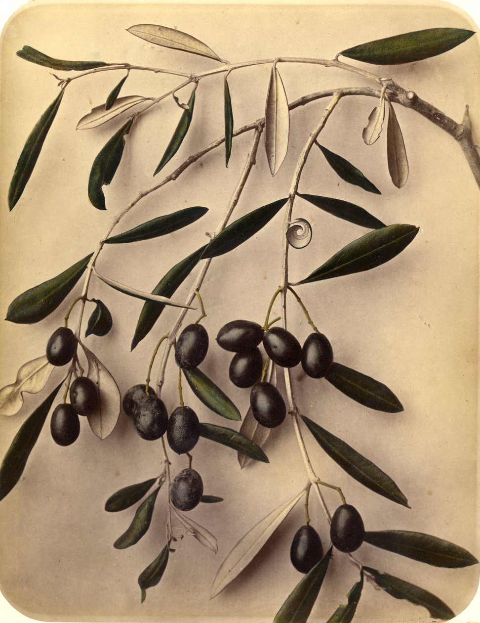 Olivos, 1870s de Pietro Guidi