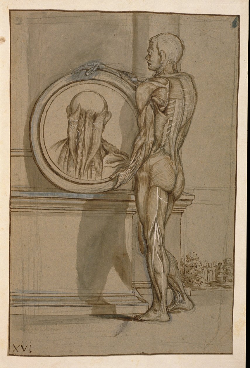 Ms Hunter 653 Placa XVI, dibujo anatómico, c.1610 de Pietro da Cortona