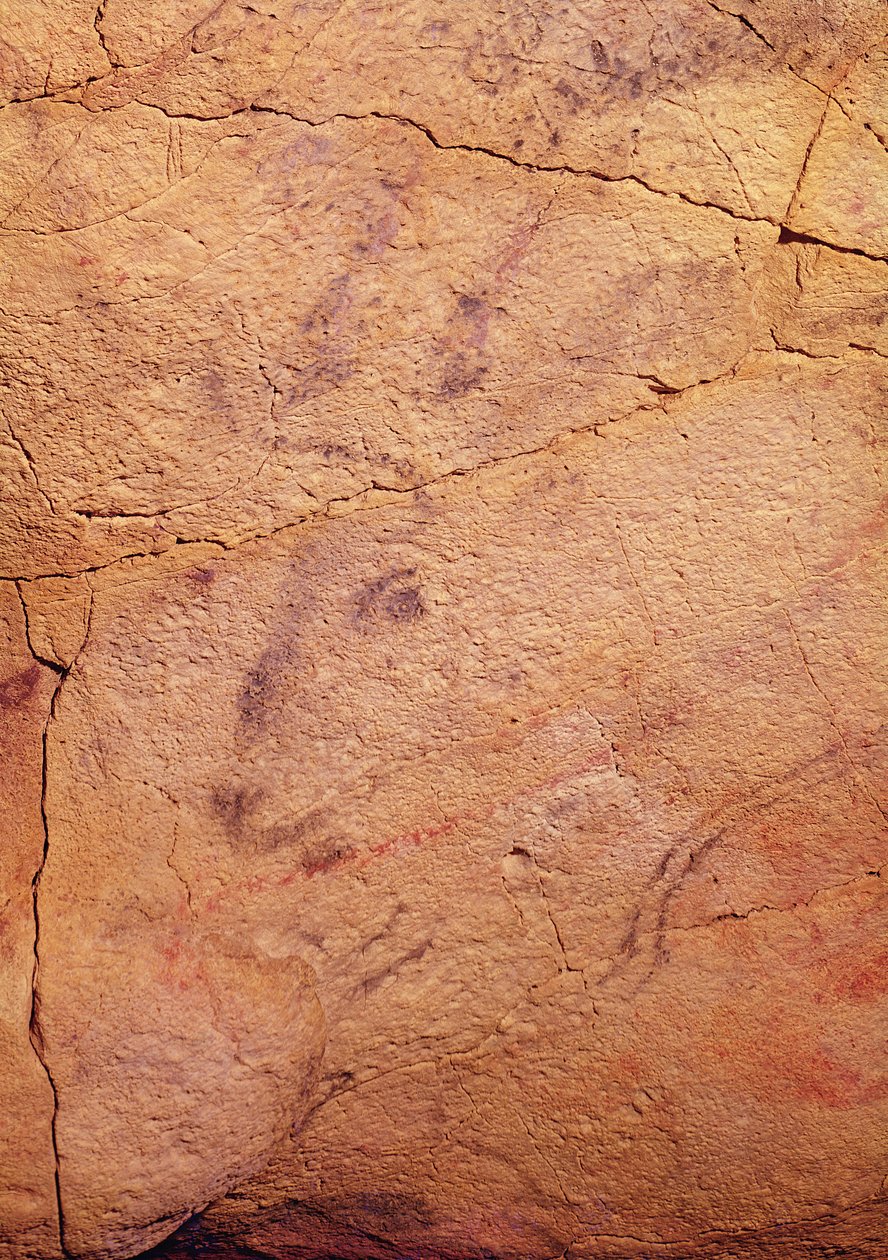 Cabeza de un pequeño ciervo, de las Cuevas de Altamira, c.15000-8000 a.C. de Prehistoric