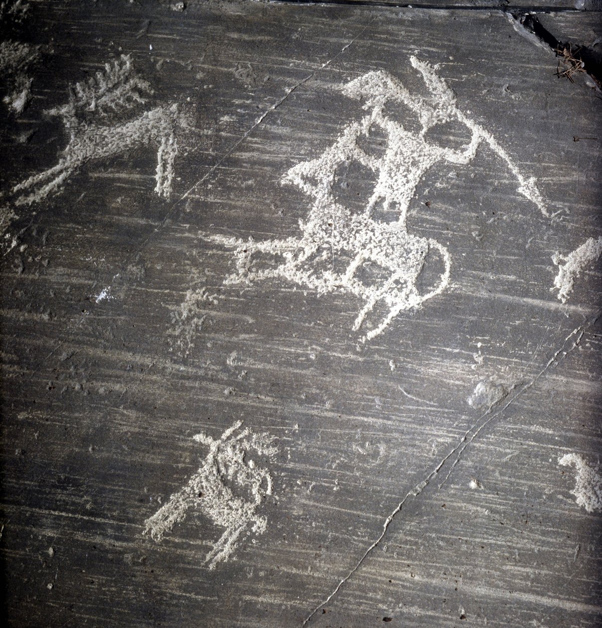 Civilización de los Camunni, Prehistoria, arte rupestre: roca funeraria, representando cazadores y ciervos. Roca de Naquane, en Valcamonica (Val Camonica) de Prehistoric Prehistoric