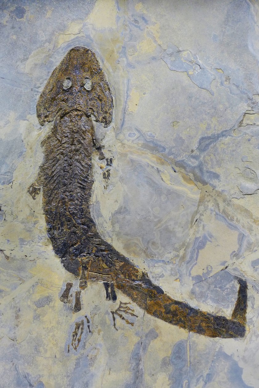 Huella fósil de Sclerocephalus sp, anfibio del Pérmico (objeto) de Prehistoric Prehistoric