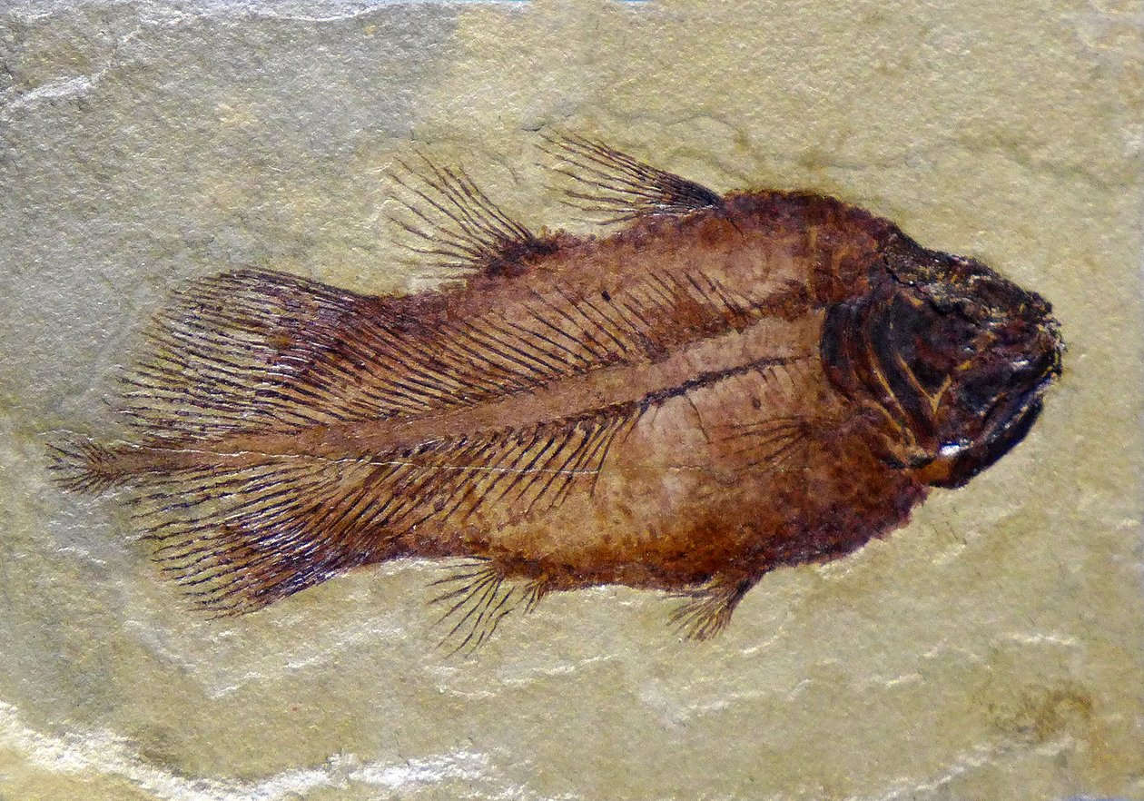 Huella fósil del celacanto del Carbonífero (objeto) de Prehistoric Prehistoric