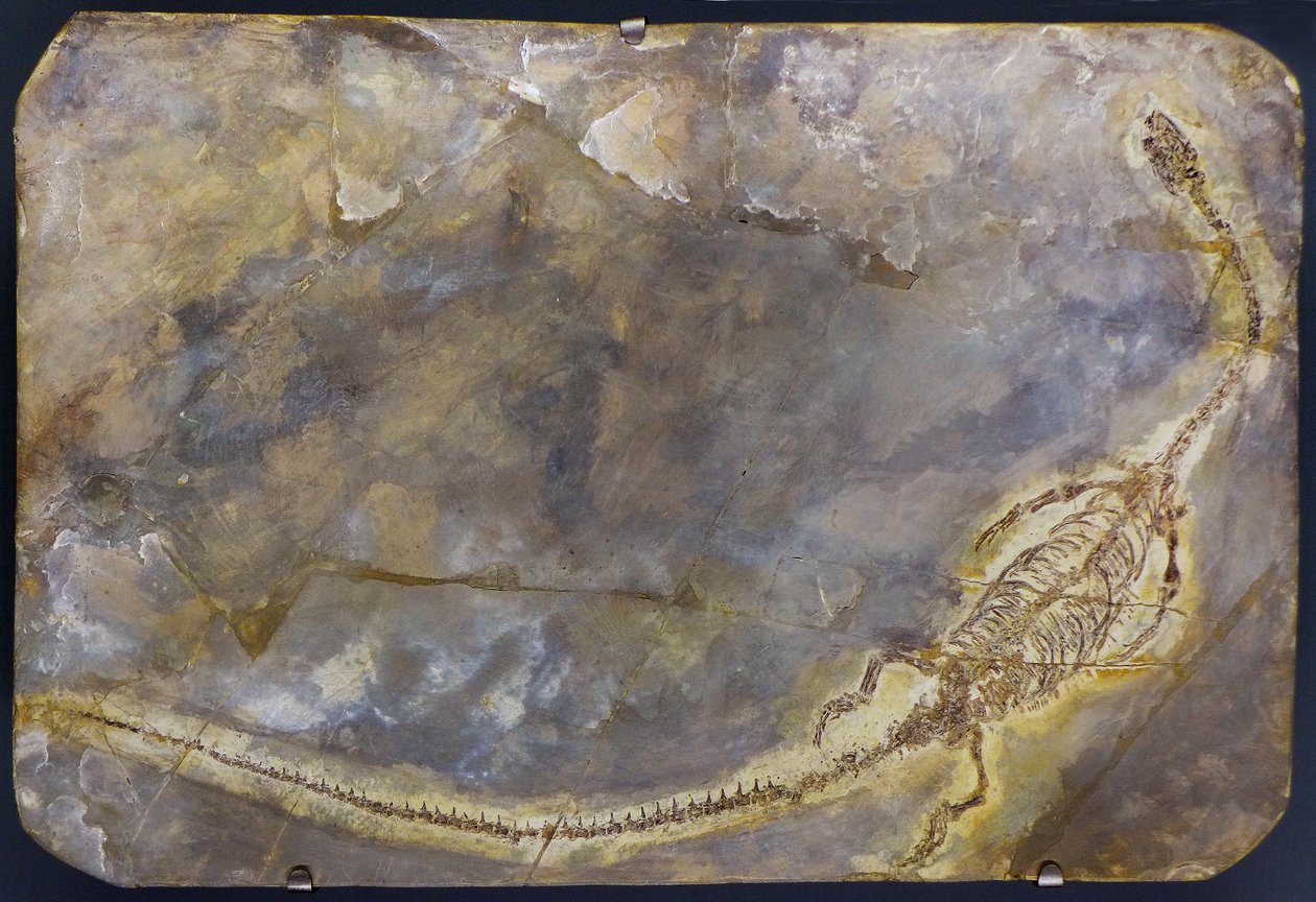 Fósil de Hyphalosaurus lingyuanensis (artículo) de Prehistoric Prehistoric