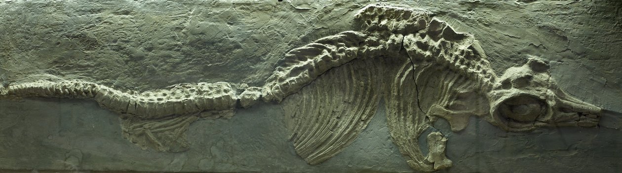 Fósil de ictiosaurio, Jurásico (Lias) de Prehistoric Prehistoric