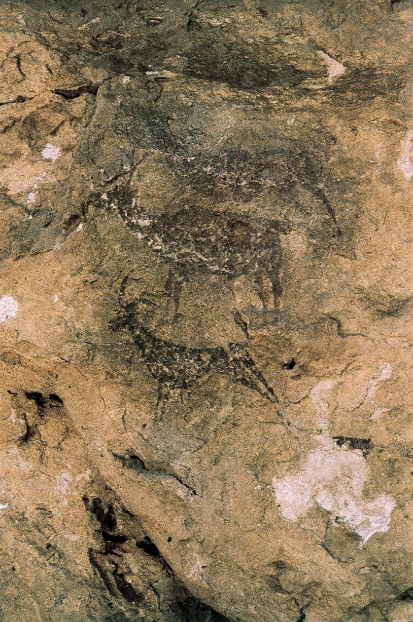 Arte Rupestre Mesolítico: Ciervos y Cabras (8000-7000 a.C.), España, Bicorp, Cueva de La Araña de Prehistoric Prehistoric