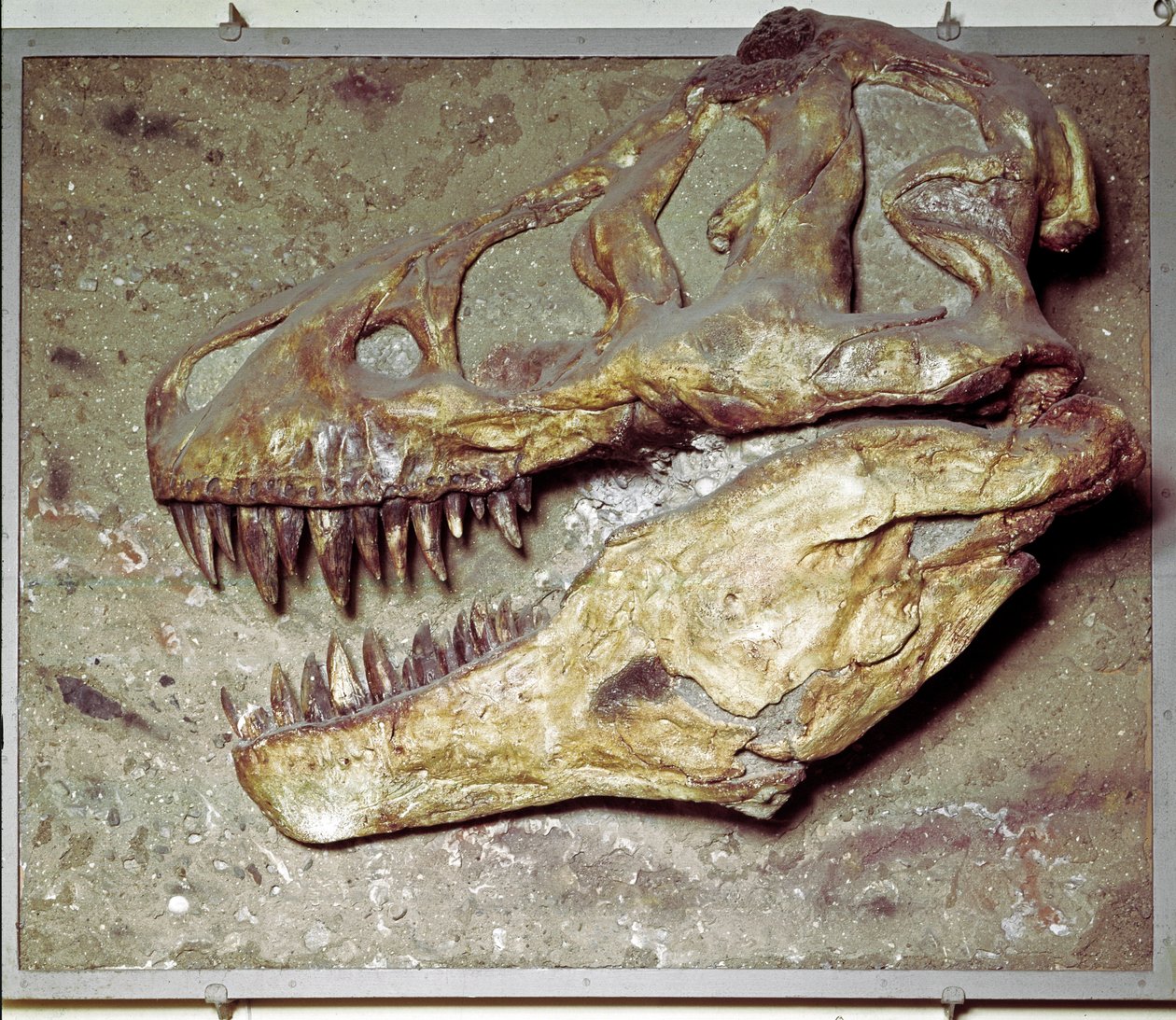 Prehistoria: cráneo de dinosaurio Tyrannosaurus rex (T Rex o tiranosaurio). Período Cretácico. Museo cívico de historia natural, Milán de Prehistoric Prehistoric