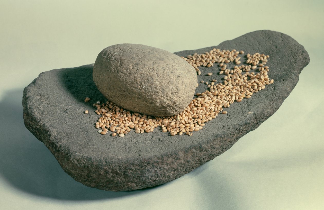 Prehistoria: rueda dormida con granos (período Neolítico). Francia. Saint Germain En Laye, Museo de Antigüedades de Prehistoric Prehistoric