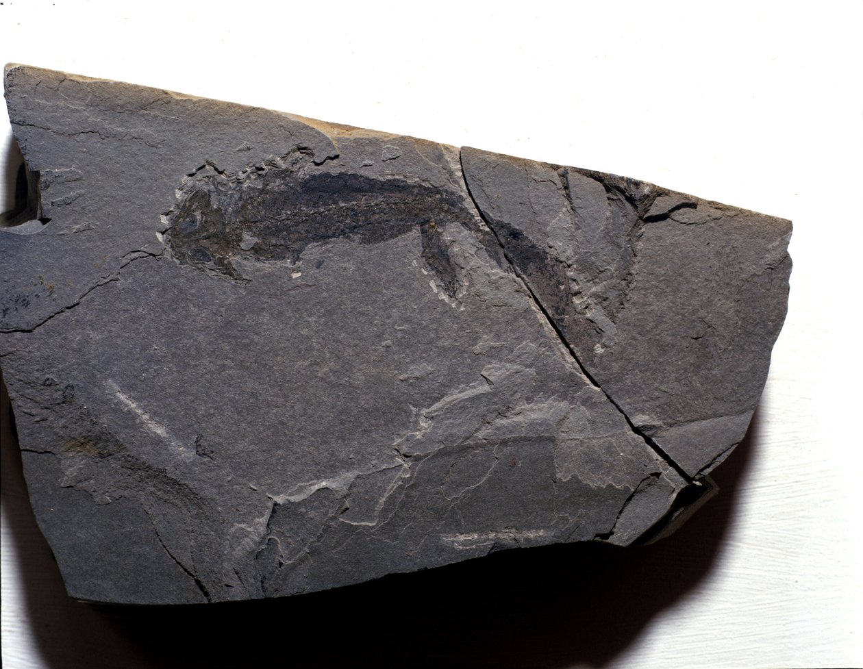 Prehistoria: período pérmico, era paleozoica. Fósil de Branchiosaurus. Encontrado en Rotliegen, Alemania de Prehistoric Prehistoric