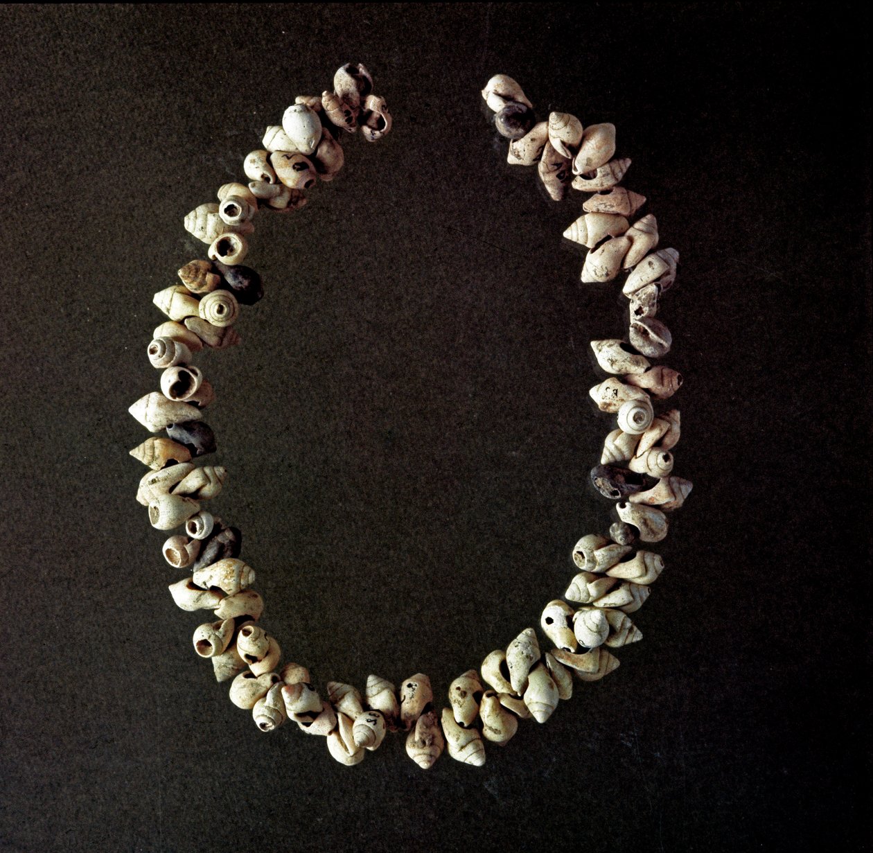 Prehistoria, Edad de Piedra: collar de conchas de la cueva de Polesine, Venecia. Neolítico medio. Roma, Museo Nazionale Preistorico Etnografico Luigi Pigorini de Prehistoric Prehistoric