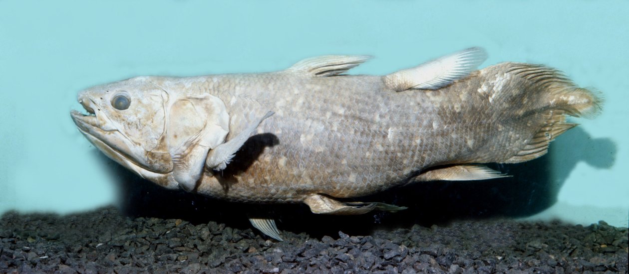 Prehistoria: copia de celacanto embalsamado (Latimeria chalumnae) de Prehistoric Prehistoric