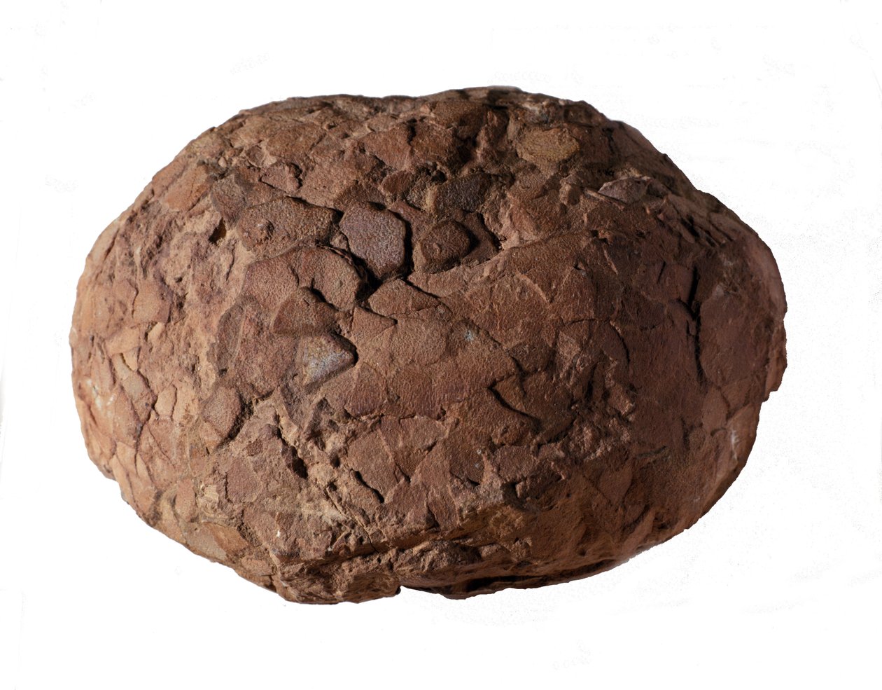 Prehistoria: huevo de dinosaurio encontrado en Provenza. Era Mesozoica, período Jurásico de Prehistoric Prehistoric