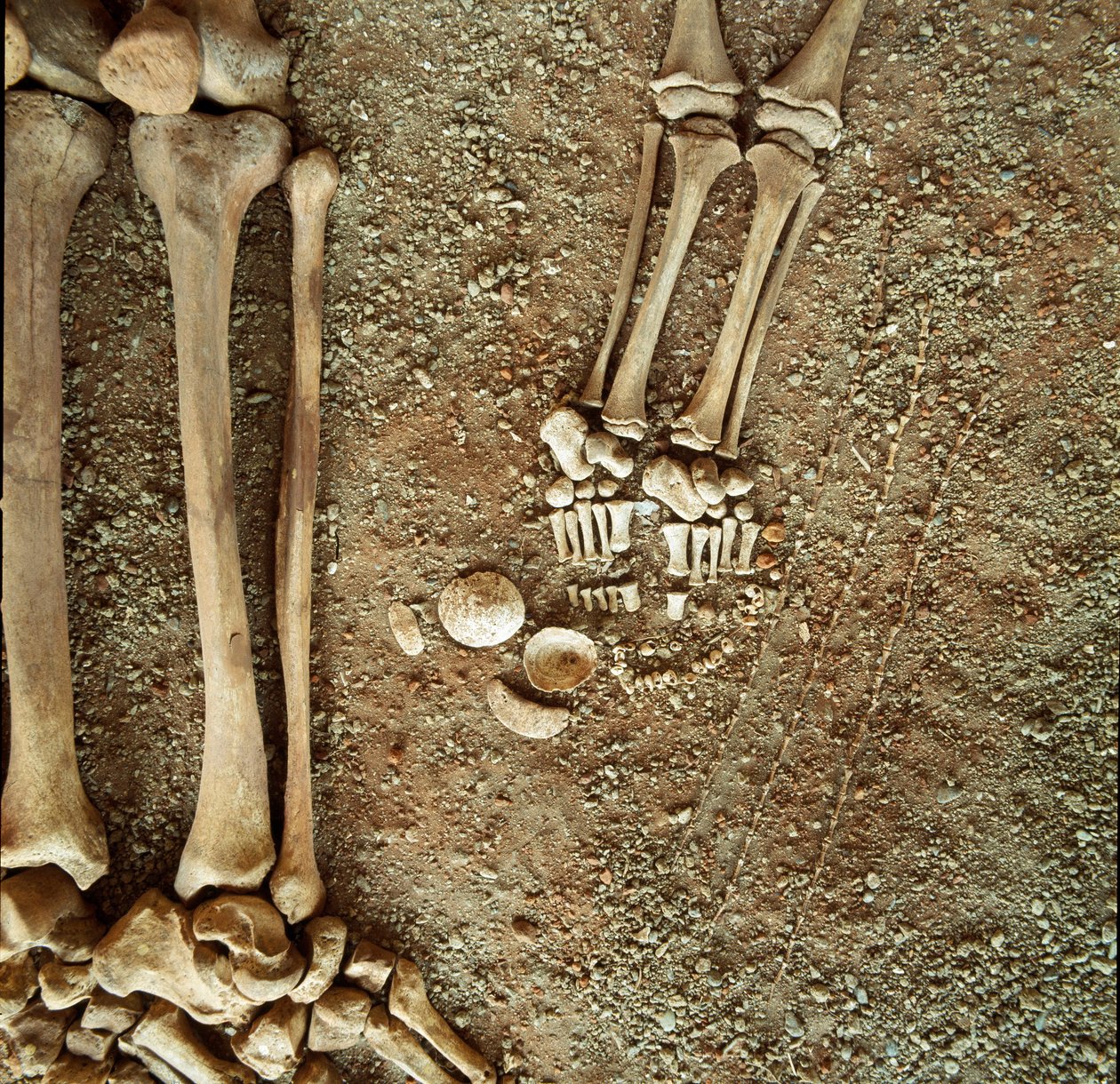 Prehistoria: doble sepultura de adultos y niños. Vista detallada del ajuar funerario de Prehistoric Prehistoric