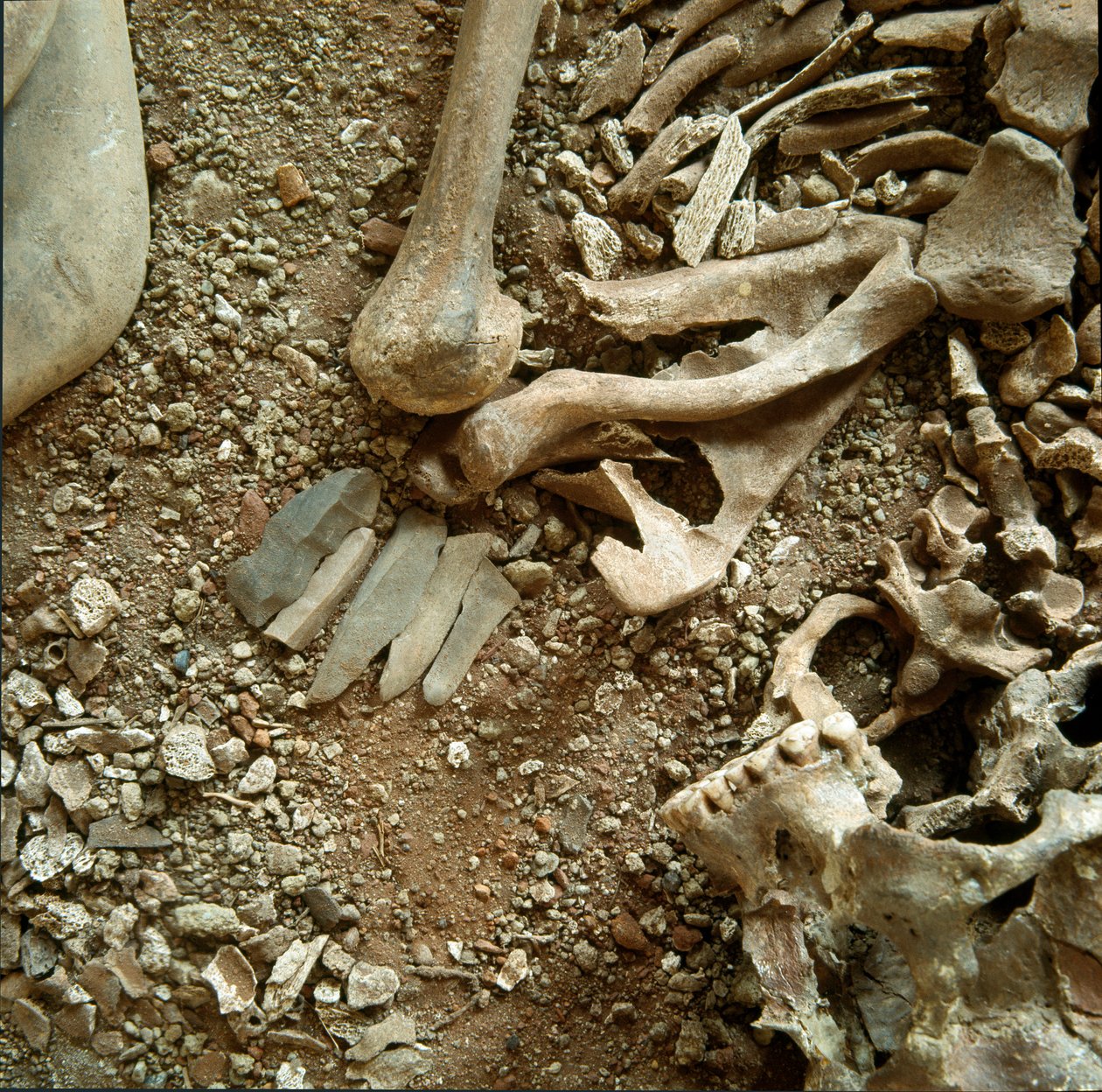 Prehistoria: doble sepultura de adultos y niños. (detalle) de Prehistoric Prehistoric