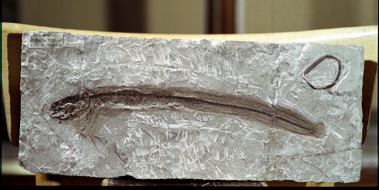 Prehistoria: fósil de pez Eomirus Formosissimus de Prehistoric Prehistoric