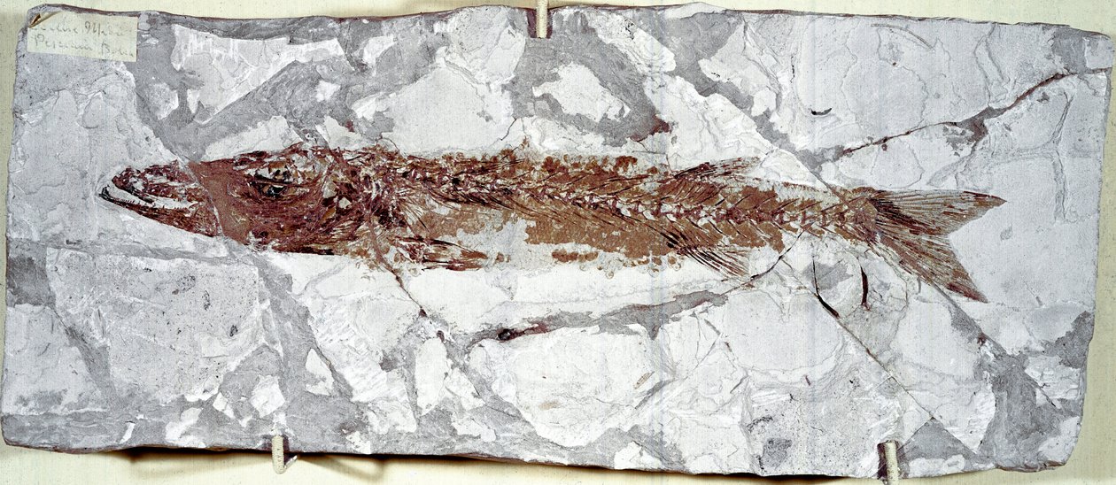 Prehistoria: fósil de pez Sphyraena Bolcensis del sitio de Monte Bolca (Italia). Período Eoceno. Museo cívico de historia natural, Milán de Prehistoric Prehistoric