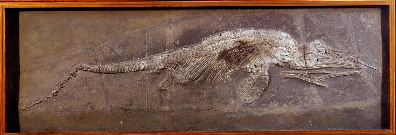 Prehistoria: fósil de Pareiasaurio, animal prehistórico, París, museo de historia natural de Prehistoric Prehistoric
