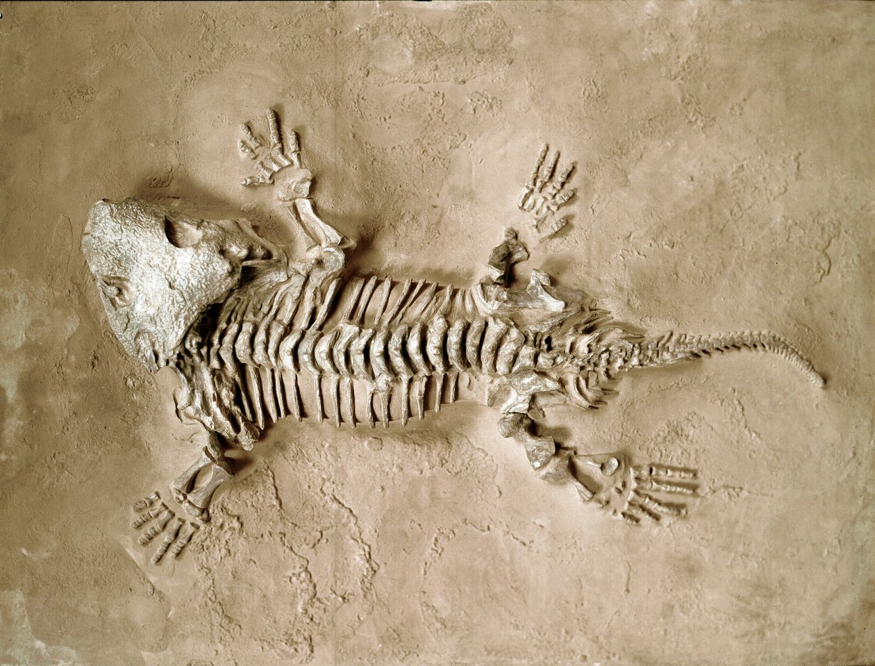 Prehistoria: fósil del reptil anfibio Seymouria Bayolorensis de Texas en los Estados Unidos. Período Pérmico. Museo cívico de historia natural, Milán de Prehistoric Prehistoric